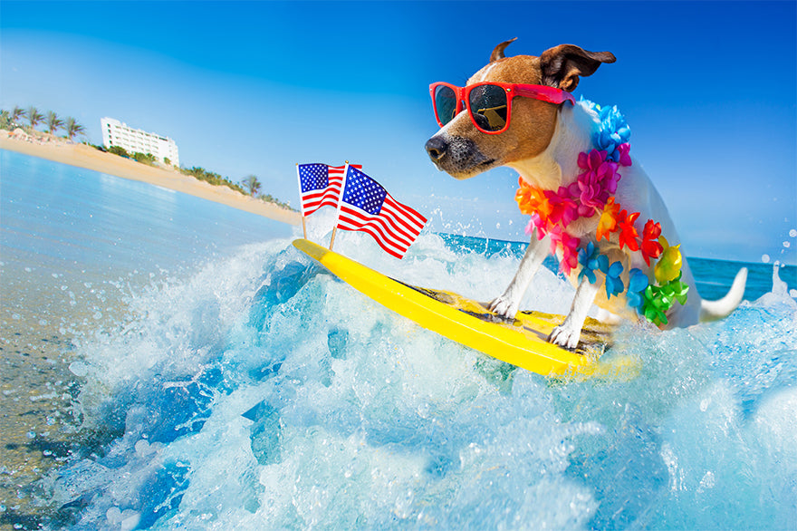 Summer Tips - Keeping Your Dogs Cool, Healthy and Safe