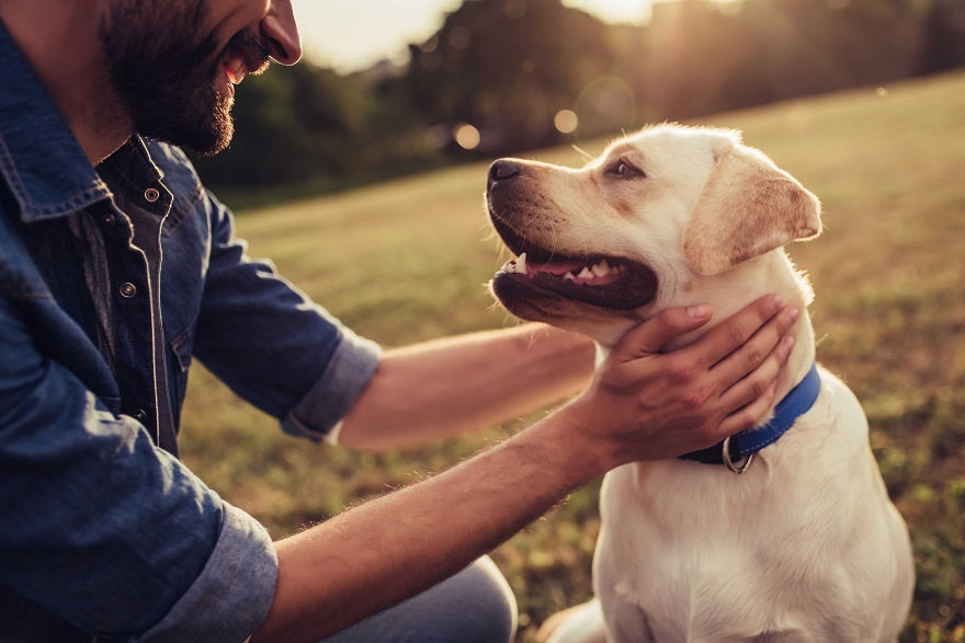 Calming Dogs – It’s PAWsible