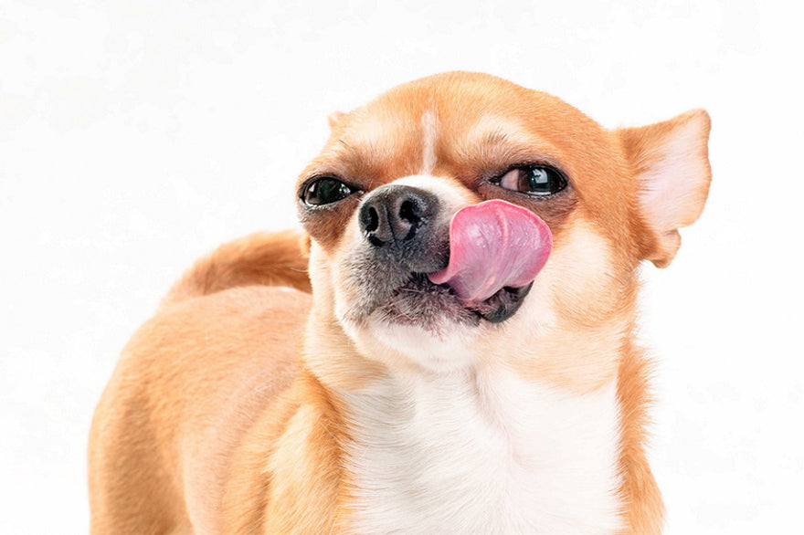 The Language of Dogs – Understanding Man’s Best friend
