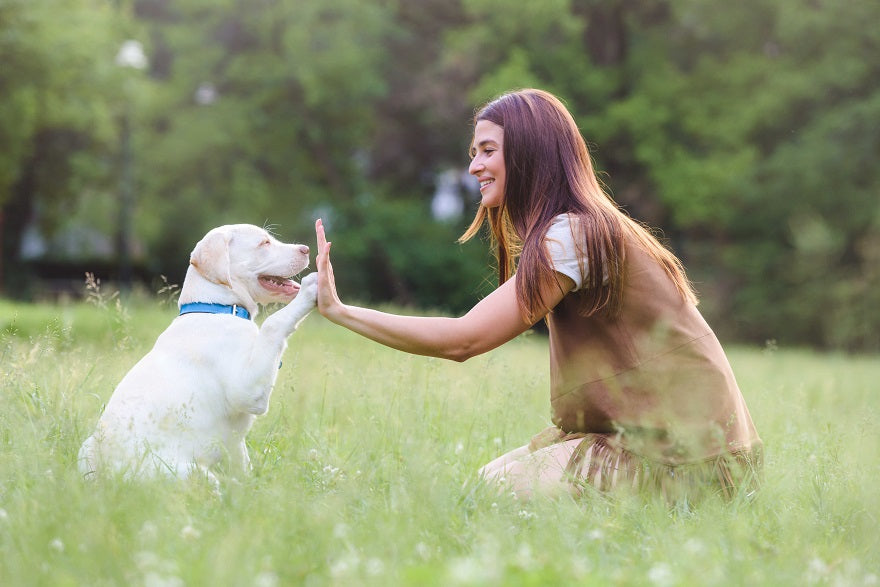 Healthy Joints, Make a Happy Dog