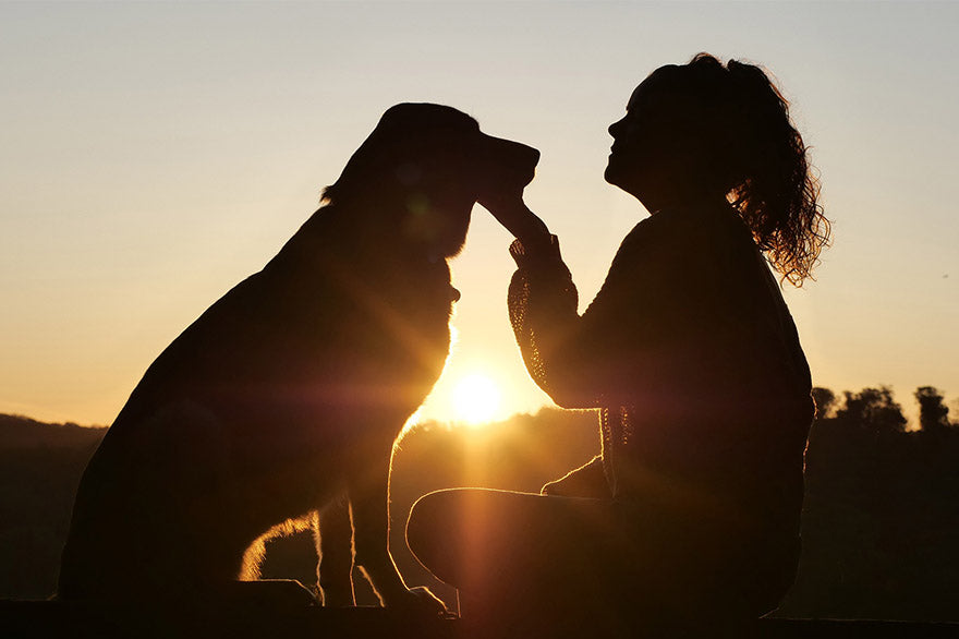 Show Your Dog Love That They Can Understand