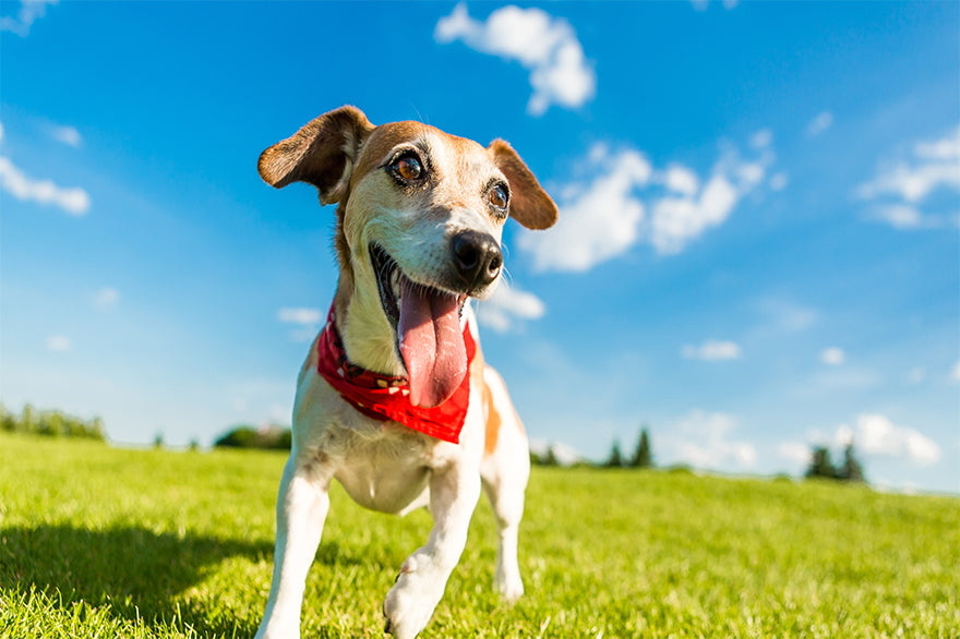 Give Your Dog a Furry-Purfect Skin