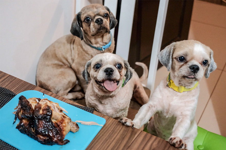 Doggie Time and its ‘Pawsitive’ Impact on You and Your Furbaby