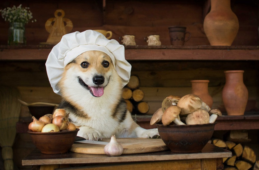Dangerous Foods for Dogs