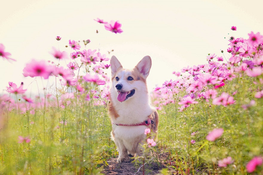 Smart Choices for your Pet's Health - Keep the Tail Wagging