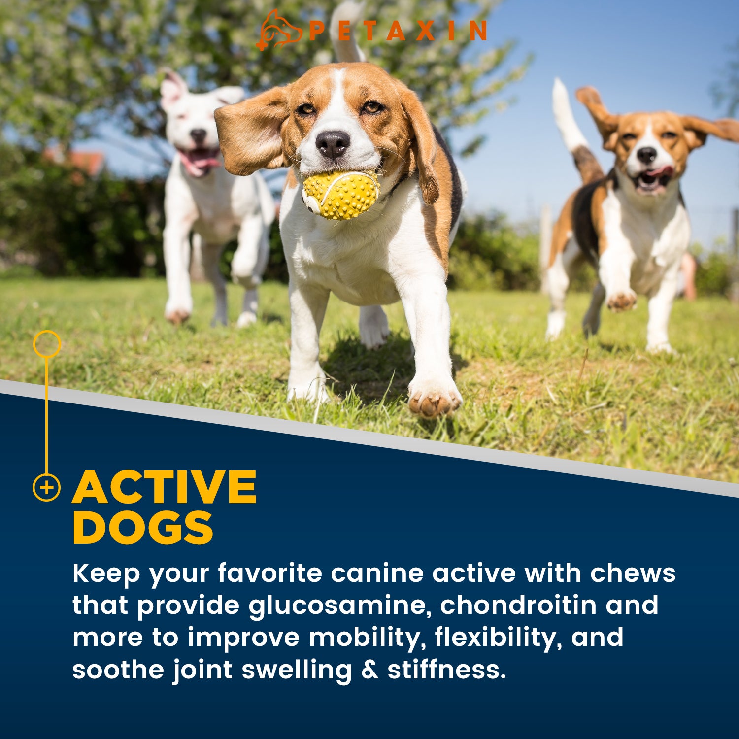 Petaxin Hip + Joint Support