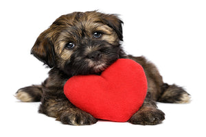 Healthy Heart – Healthy Dog