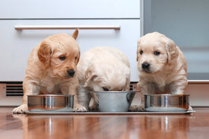 What to Feed Your Dog - Dos & Don'ts