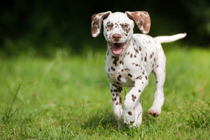 Improve Your Dog's Joint Health
