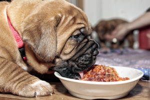 How to Help Your Overweight Dog Lose Weight