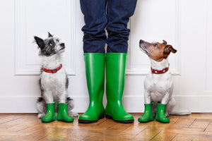 5 Tips on Walking Your Dog in the Rain