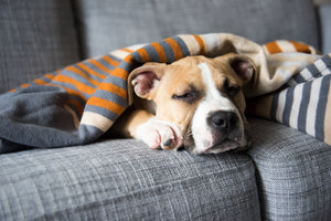 6 Common Dog Health Problems