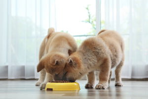 How to Choose the Right Supplement for Your Dog