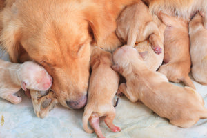 First Litter: Tips on How to Help Your Dog Give Birth