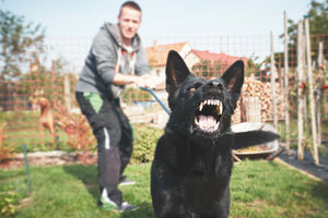 How to Help Your Dog to Stop Barking at Other Dogs