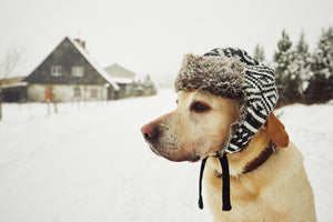 10 Winter Care Tips For Our Furry Friends