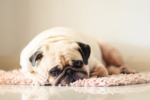 Signs of Dog Constipation & What to Do