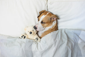 Does Your Dog's Sleep Position Mean Anything?