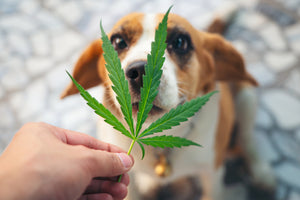 Hemp Supplements For Dogs? Is it Safe & What Are the Benefits?