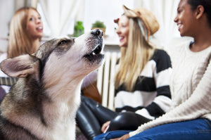 Tips on Understanding the Sounds Your Dog Makes
