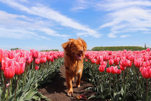 6 Steps to Keep Your Dog Safe & Healthy This Spring