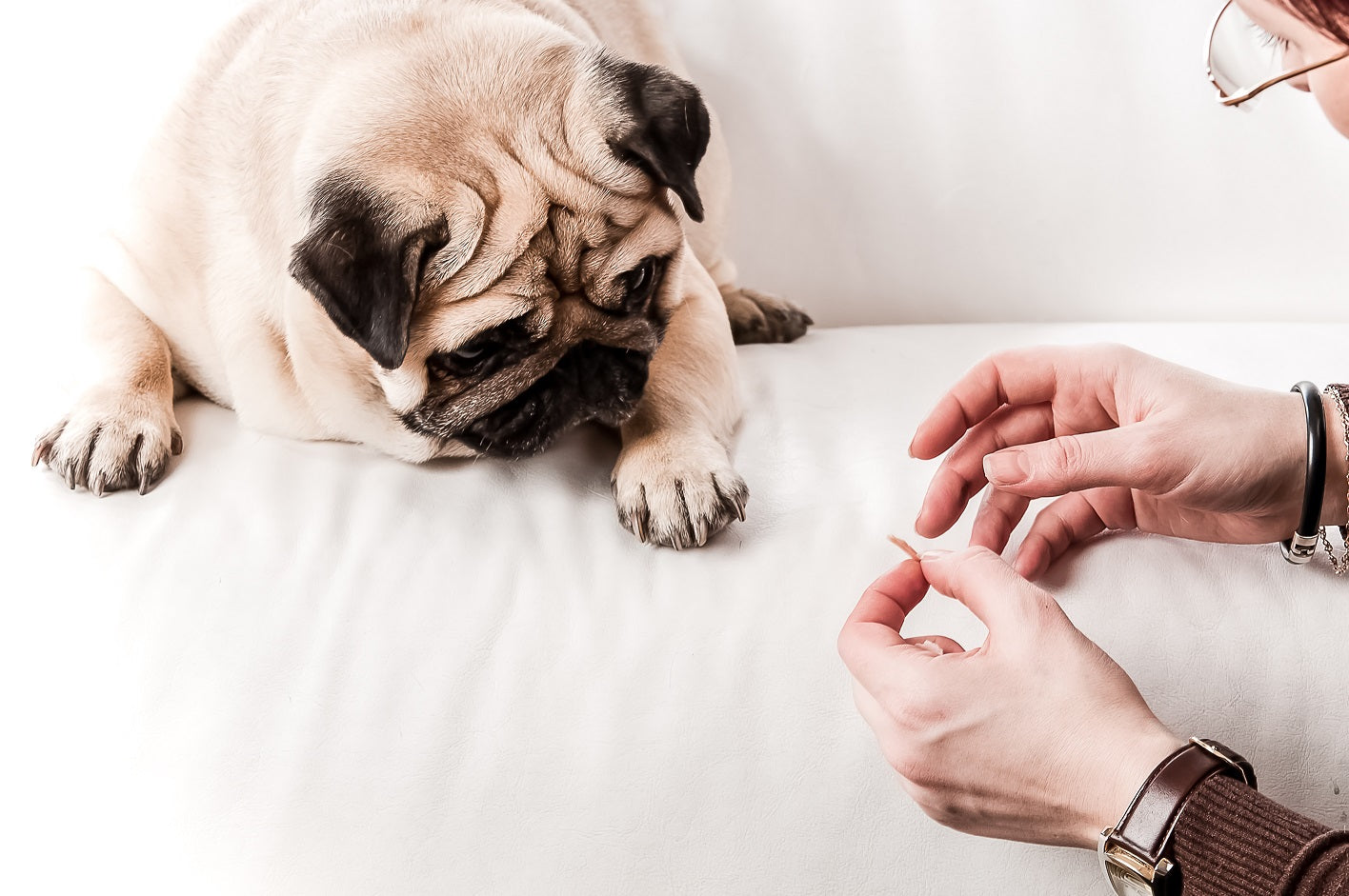 How to Train a Dog Not Motivated by Food Petaxin