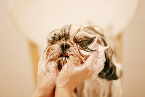 3 Tips to Help Treat Your Dog's Dry Skin