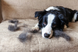 4 Tips on Cleaning Up Dog Hair