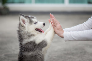 How to Keep Your Dog's Paws Healthy