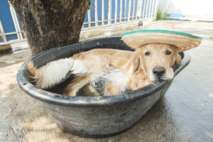 How to Prevent Your Dog From Heatstroke