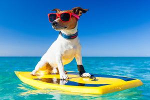 4 Simple Ways to Keep Your Dog Cool This Summer