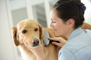 5 Signs Your Dog Has Skin Troubles
