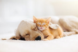 5 Breeds of Dogs That Get Along With Cats