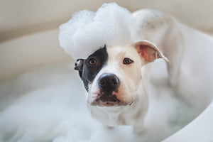 3 Tips To Help Ease Your Dog's Bath Time Anxiety