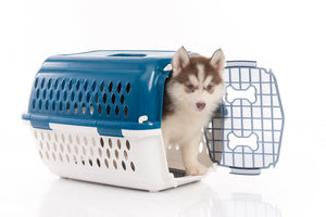 3 Tips on Choosing the Right Crate for Your Dog