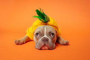 5 Safety Tips to Protect Your Dog This Halloween