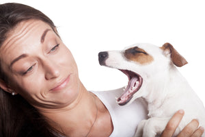 Doggie Bad Breath: Does Your Dog Need Mouthwash?