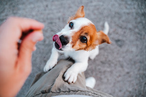 5 Healthy Snacks to Give Your Dog