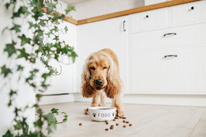 Pros + Cons of Grain-Free Dog Food