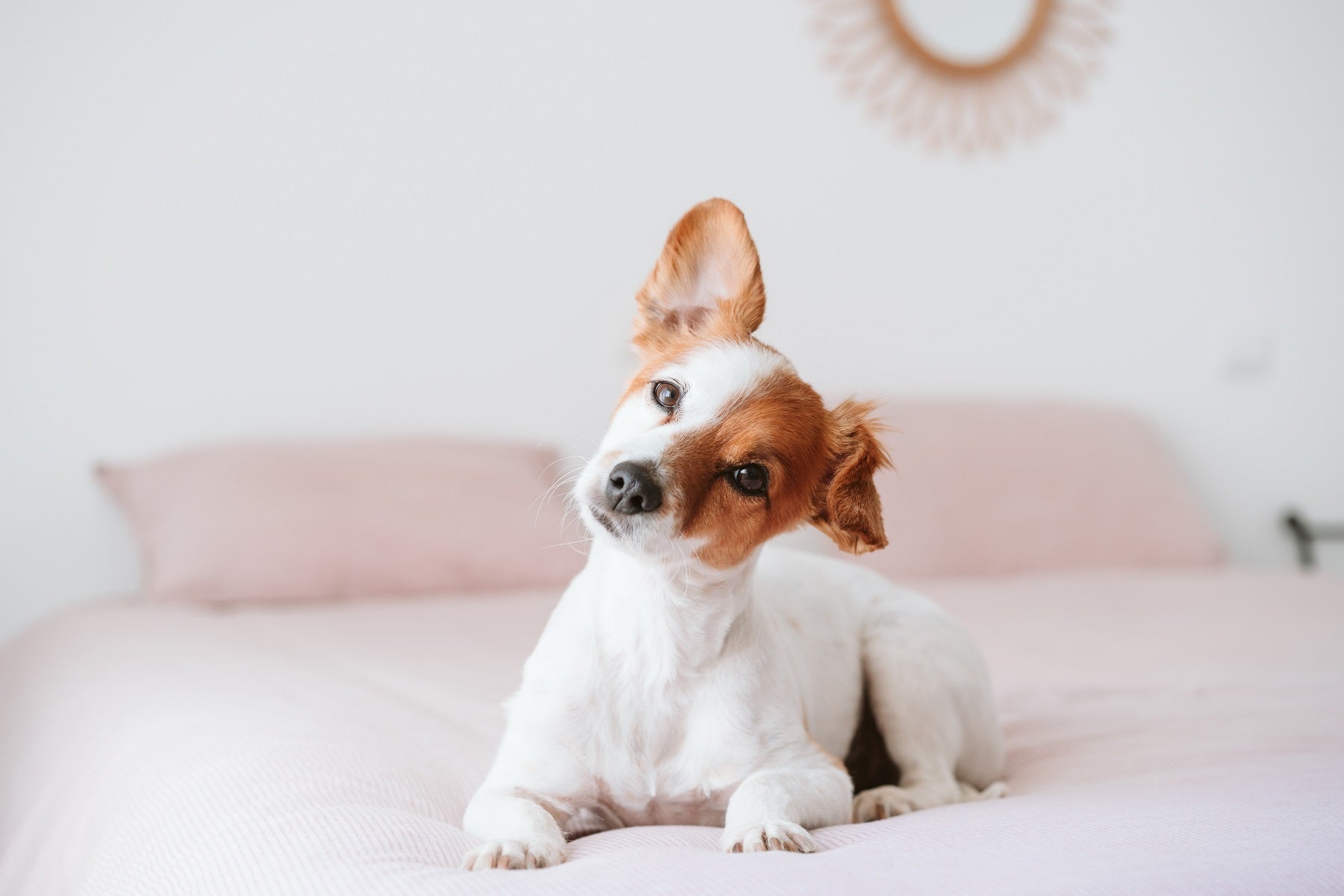 Caring for Your Dog's Ears: A Health Guide - Identifying and Treating Ear Infections