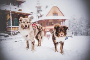 5 Winter Care Tips to Treat Your Dog's Dry Skin