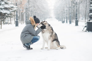 Dos & Don'ts - Winter Dog Walks in the Snow