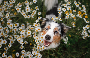 7 Dog Care Tips for Spring