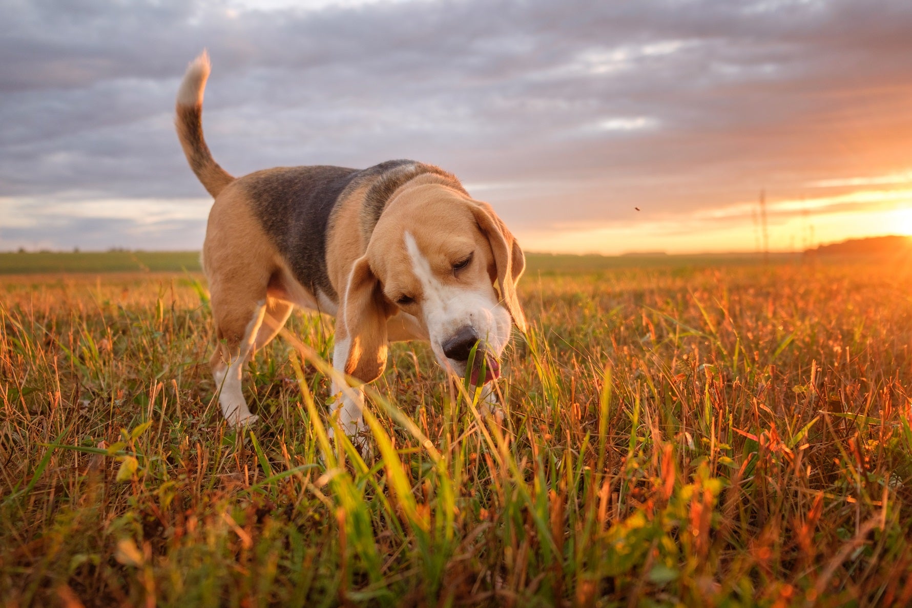 How much grass should a hot sale dog eat