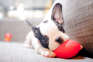 The First 4 Areas to Train Your Pup