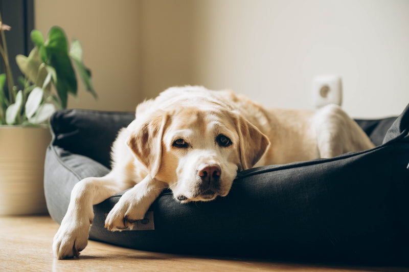6 Ways to Help Alleviate Dogs with Arthritis