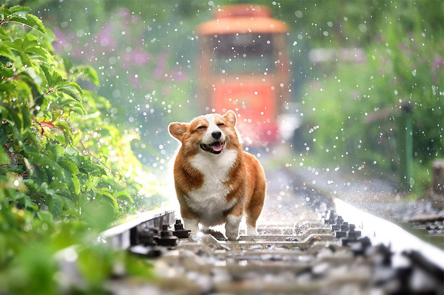 General Dog Rules for Adopting and Adapting