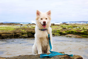 Probiotics for Dogs – What You Need to Know