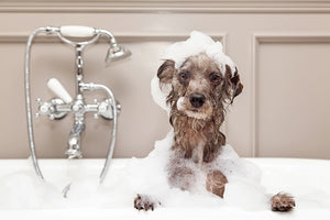 It’s Bath Time! Tips for Dog Bathing at Home