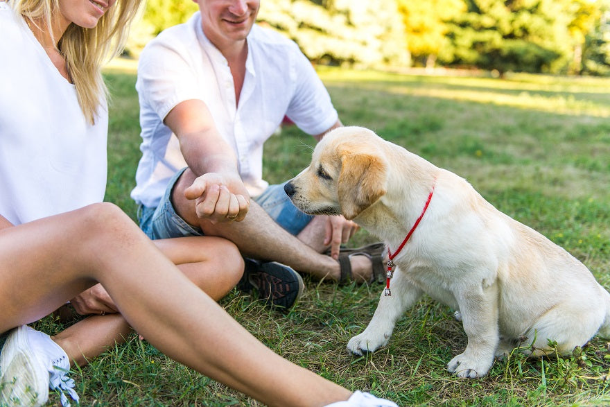 The New Normal with Your Dog During this Pandemic